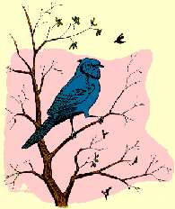 bluejay60.jpg (9306 bytes)